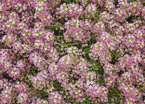 Marde Ross ground-cover alyssum seeds suitable for sun or shade.