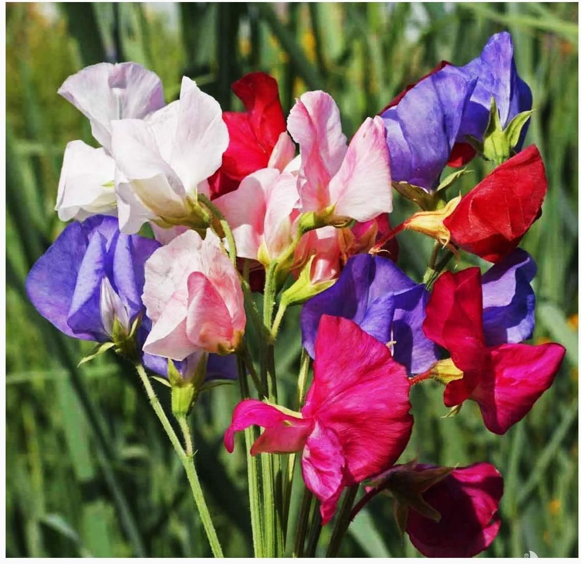 Marde Ross High Scent Sweet Pea cut flowers for arrangements.