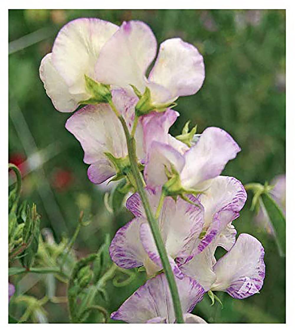 Marde Ross High Scent Sweet Pea seeds packaging with fragrant blooms.