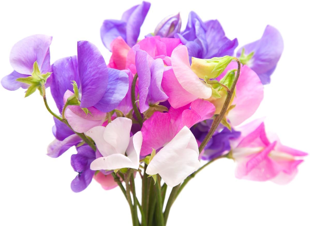 Marde Ross High Scent Sweet Pea vines climbing a trellis.