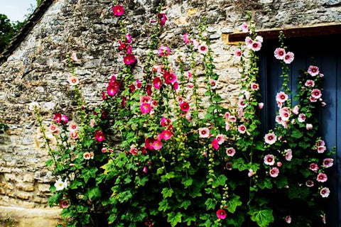 Marde Ross Hollyhock mixed colors in garden bed, adding cheerful blooms.