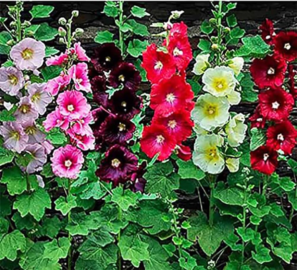 Marde Ross Hollyhock seeds pack, vibrant mixed colors for long-blooming sunny borders.