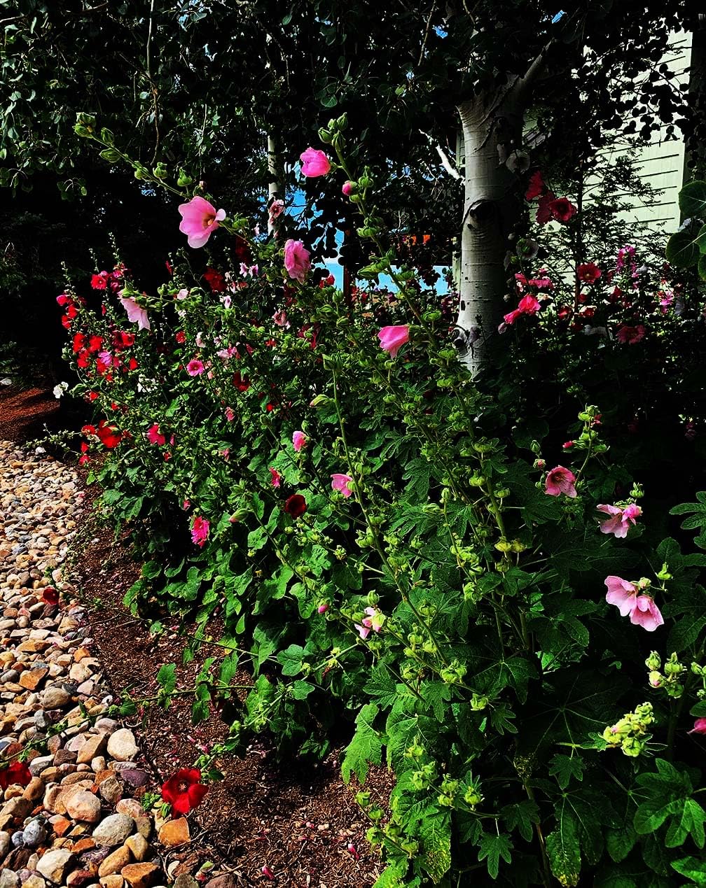 Marde Ross Hollyhock stems in bloom, tall borders with enduring color.
