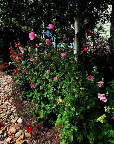Marde Ross Hollyhock stems in bloom, tall borders with enduring color.