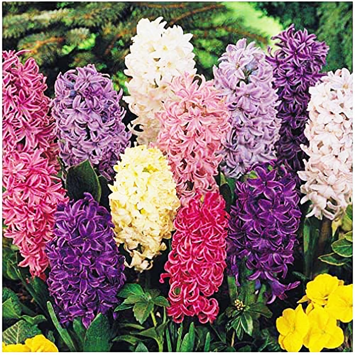 Marde Ross hyacinth bulbs multicolor mix for vibrant spring display