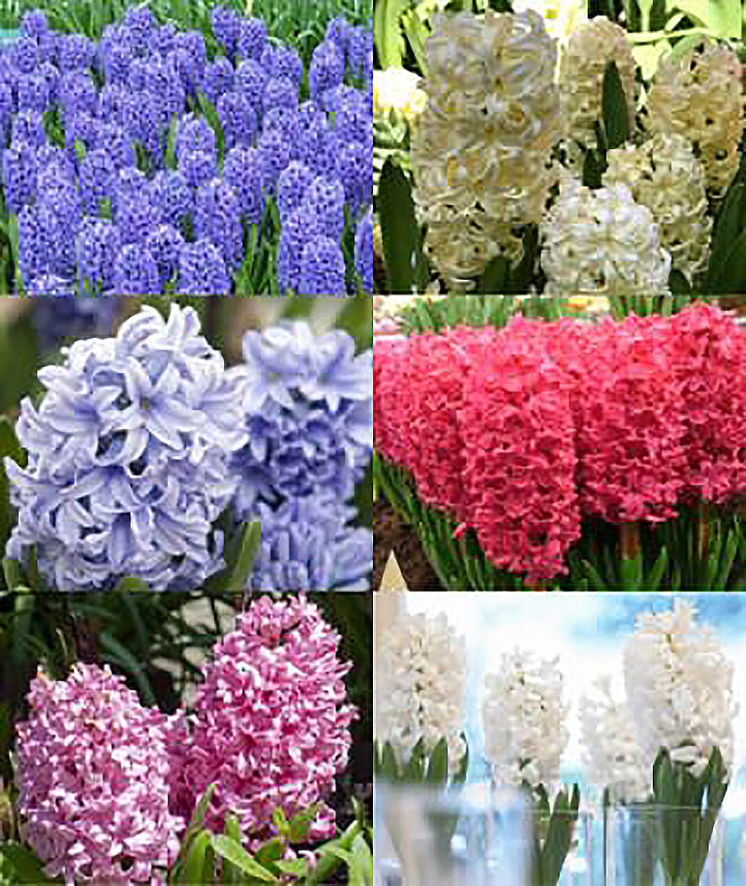 Marde Ross Hyacinth purple-blue mix bulbs bursting color for borders and patio containers.