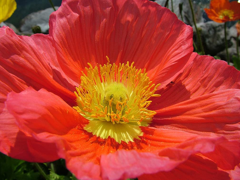 Marde Ross Iceland Poppies close-up of crinkled petals for texture.