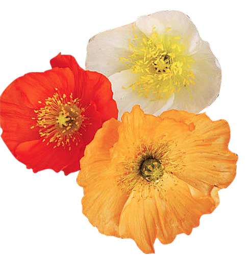 Marde Ross Iceland Poppies non-GMO seed bag with neonicotinoid-free promise.