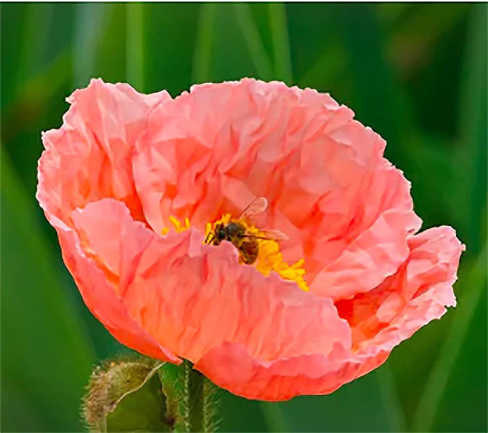 Marde Ross Iceland Poppies sowing tips for spring or fall planting.