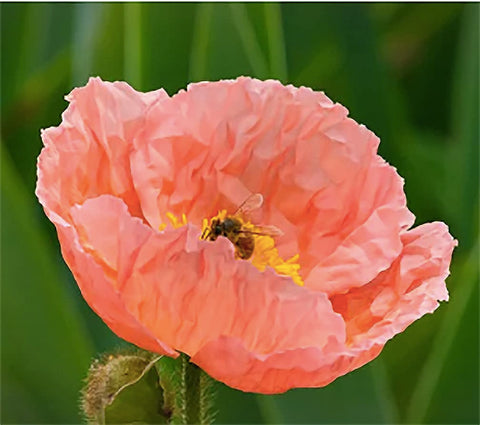 Marde Ross Iceland Poppies sowing tips for spring or fall planting.