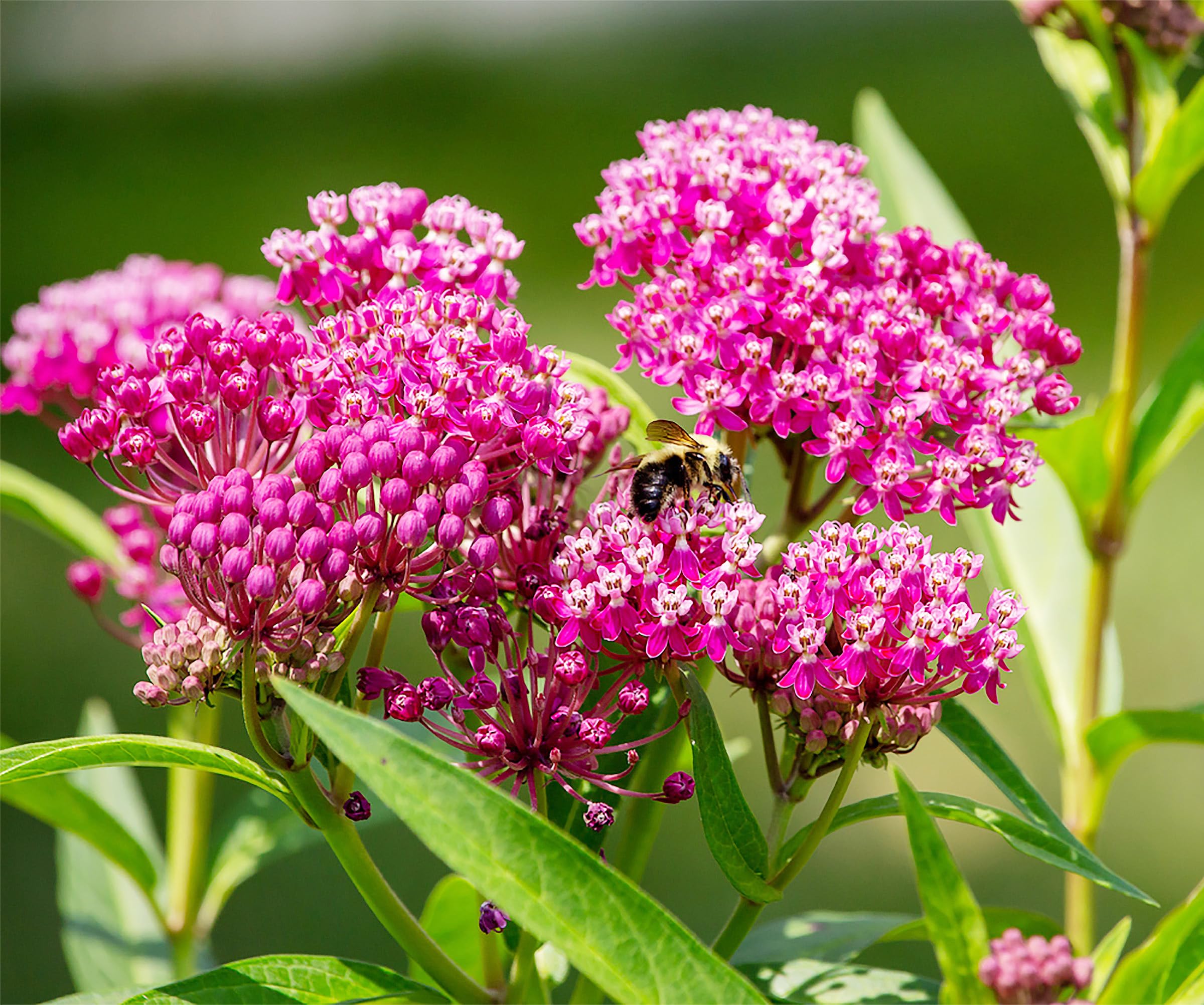 Marde Ross & Company Incarnata milkweed seeds packet for Monarch habitat and pollinator gardens.