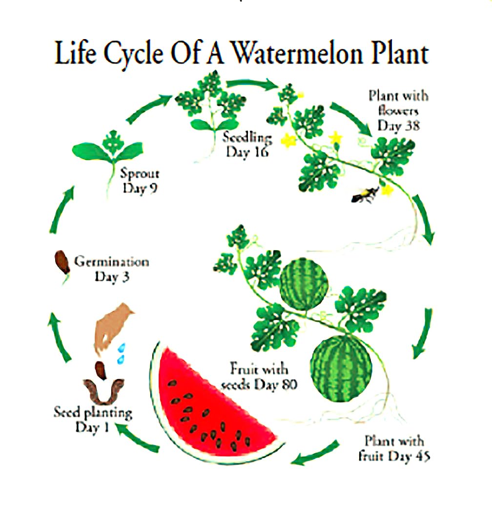 90 days to maturity timeline for Jubilee Watermelon.