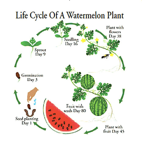 90 days to maturity timeline for Jubilee Watermelon.