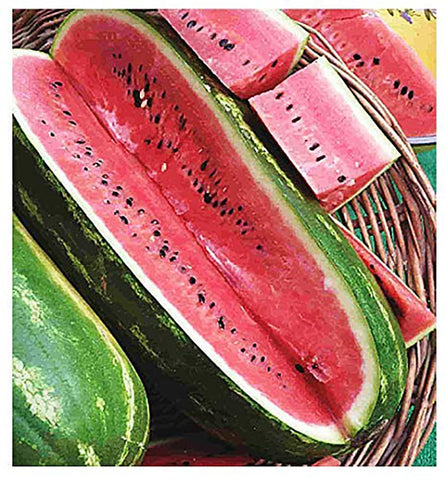 Marde Ross Jubilee Watermelon Seeds pack for large, prolific harvest.