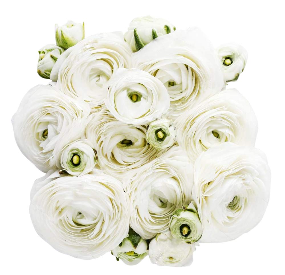 Large size ranunculus corms by Marde Ross for robust plants and abundant blooms