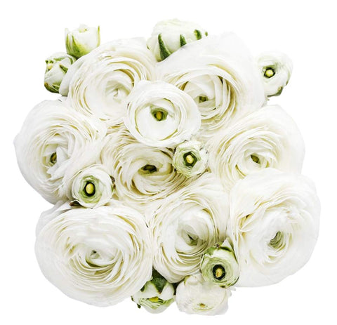 Large size ranunculus corms by Marde Ross for robust plants and abundant blooms