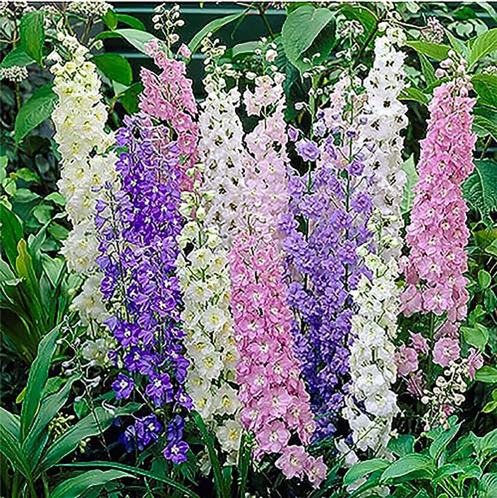 Marde Ross & Company Larkspur standard seeds in mixed colors for borders and height.