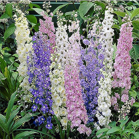 Marde Ross & Company Larkspur standard seeds in mixed colors for borders and height.