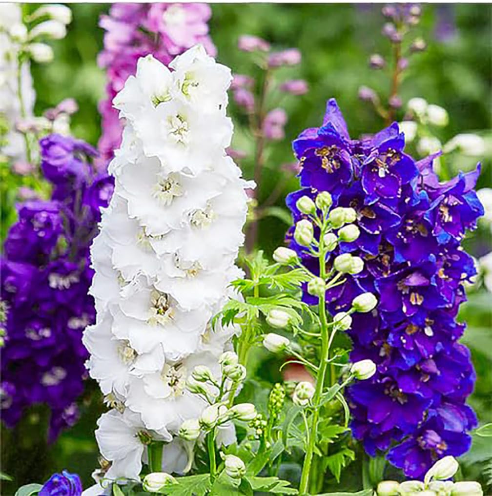 Marde Ross & Company Larkspur seeds offer vibrant spikes ideal for summer bouquets.