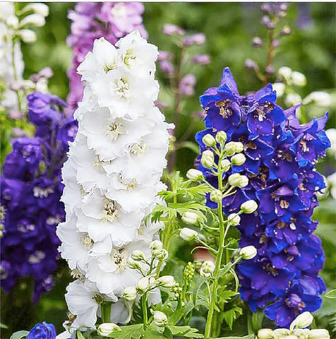 Marde Ross & Company Larkspur seeds offer vibrant spikes ideal for summer bouquets.