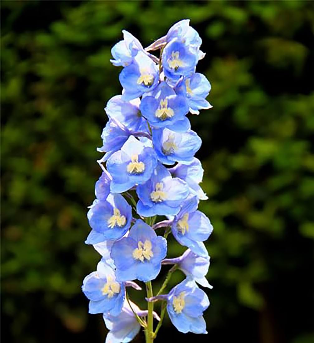 Marde Ross & Company Larkspur standard seeds create a lush garden backdrop with tall color.