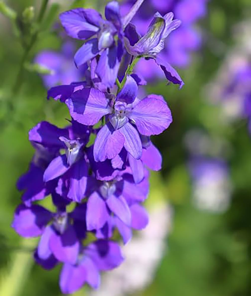 Marde Ross & Company Larkspur seeds are easy to grow and reach 18–24 inches.