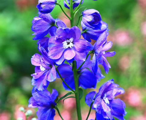 Marde Ross & Company Larkspur seeds are non-GMO and neonicotinoid-free for eco-conscious gardens.