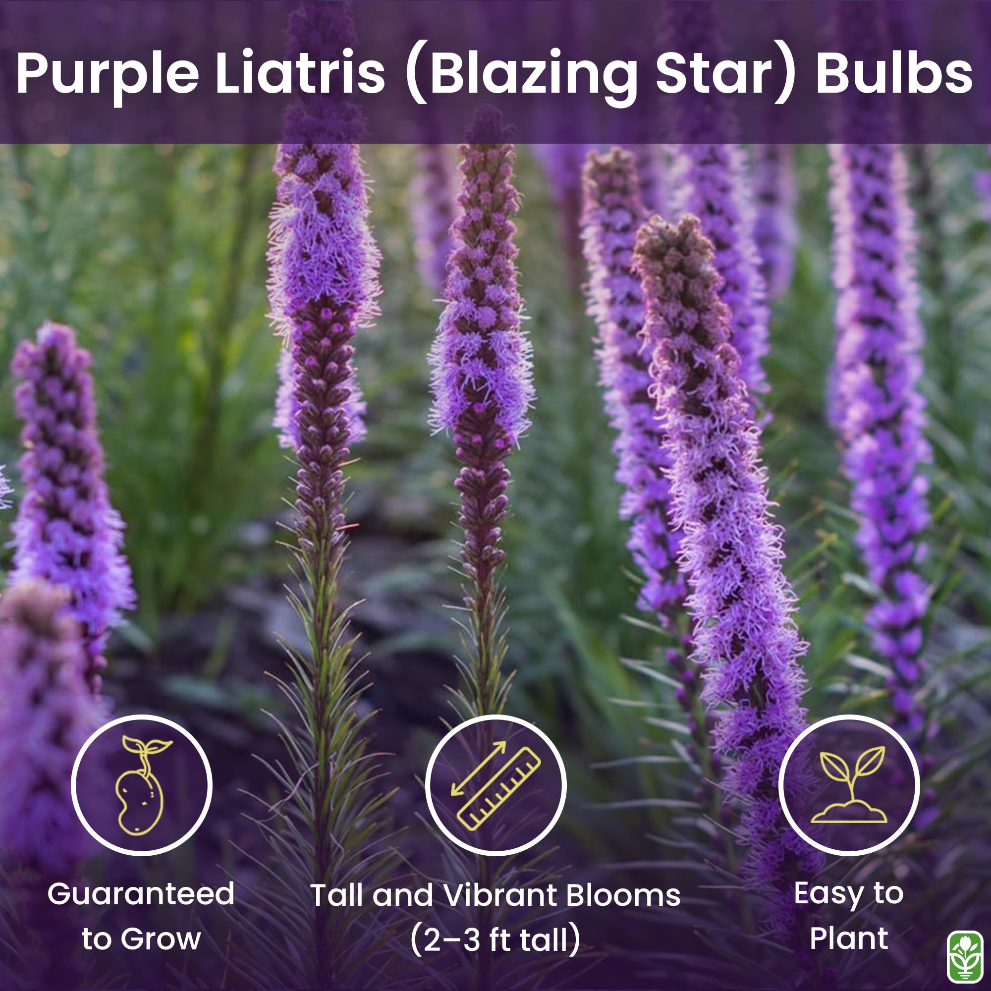 Marde Ross Liatr is spicata bloom closeup shows vibrant purple color for borders.