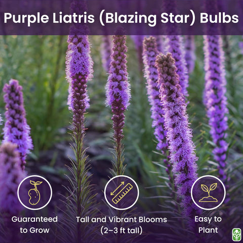 Marde Ross Liatr is spicata bloom closeup shows vibrant purple color for borders.