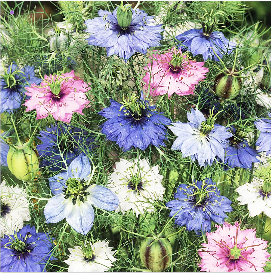 Marde Ross Love-in-a-Mist Mix bloom in a sunny border with delicate, airy petals.