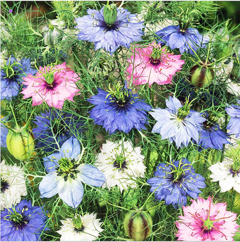 Marde Ross Love-in-a-Mist Mix bloom in a sunny border with delicate, airy petals.