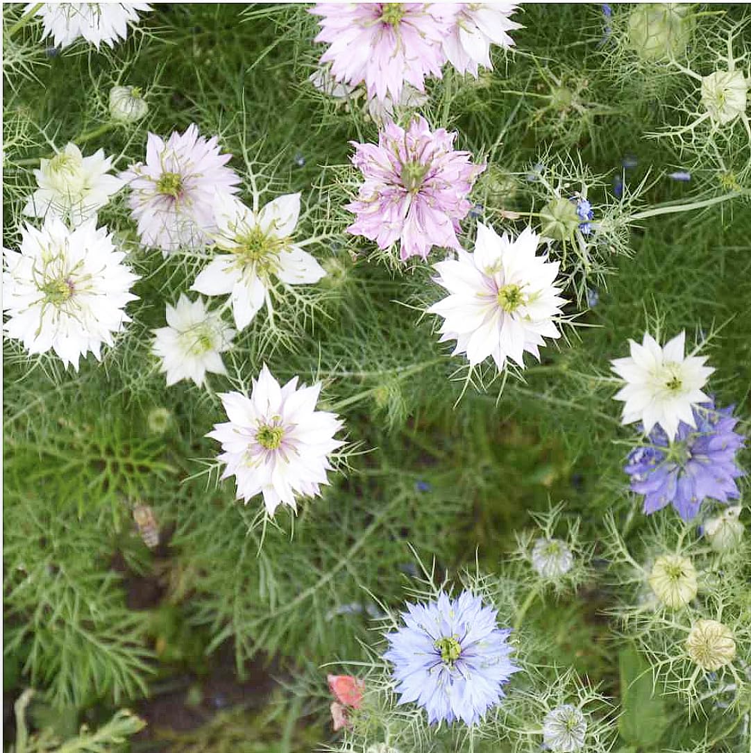 Marde Ross Love-in-a-Mist Mix seed capsules ideal for dried floral arrangements.