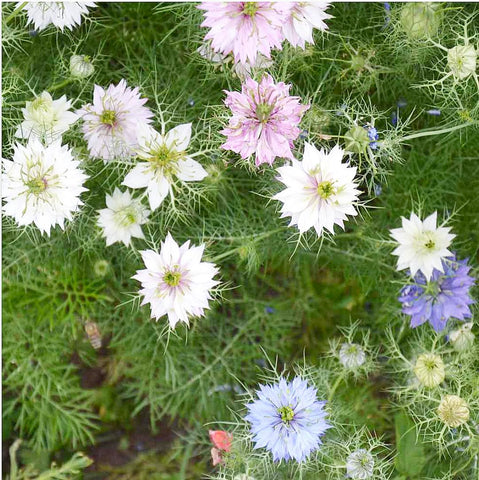 Marde Ross Love-in-a-Mist Mix seed capsules ideal for dried floral arrangements.