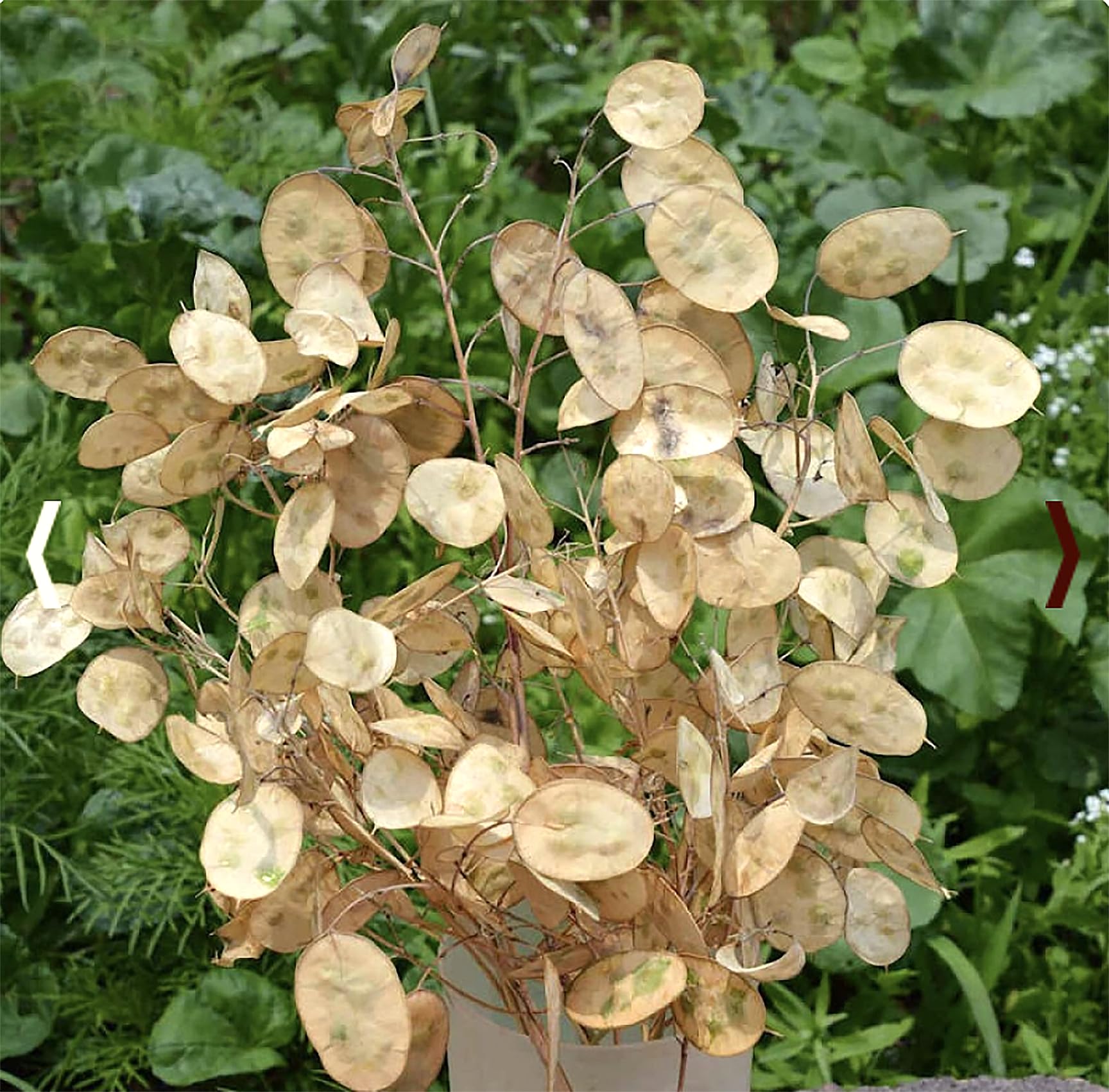 Marde Ross Lunaria direct sow steps for easy germination