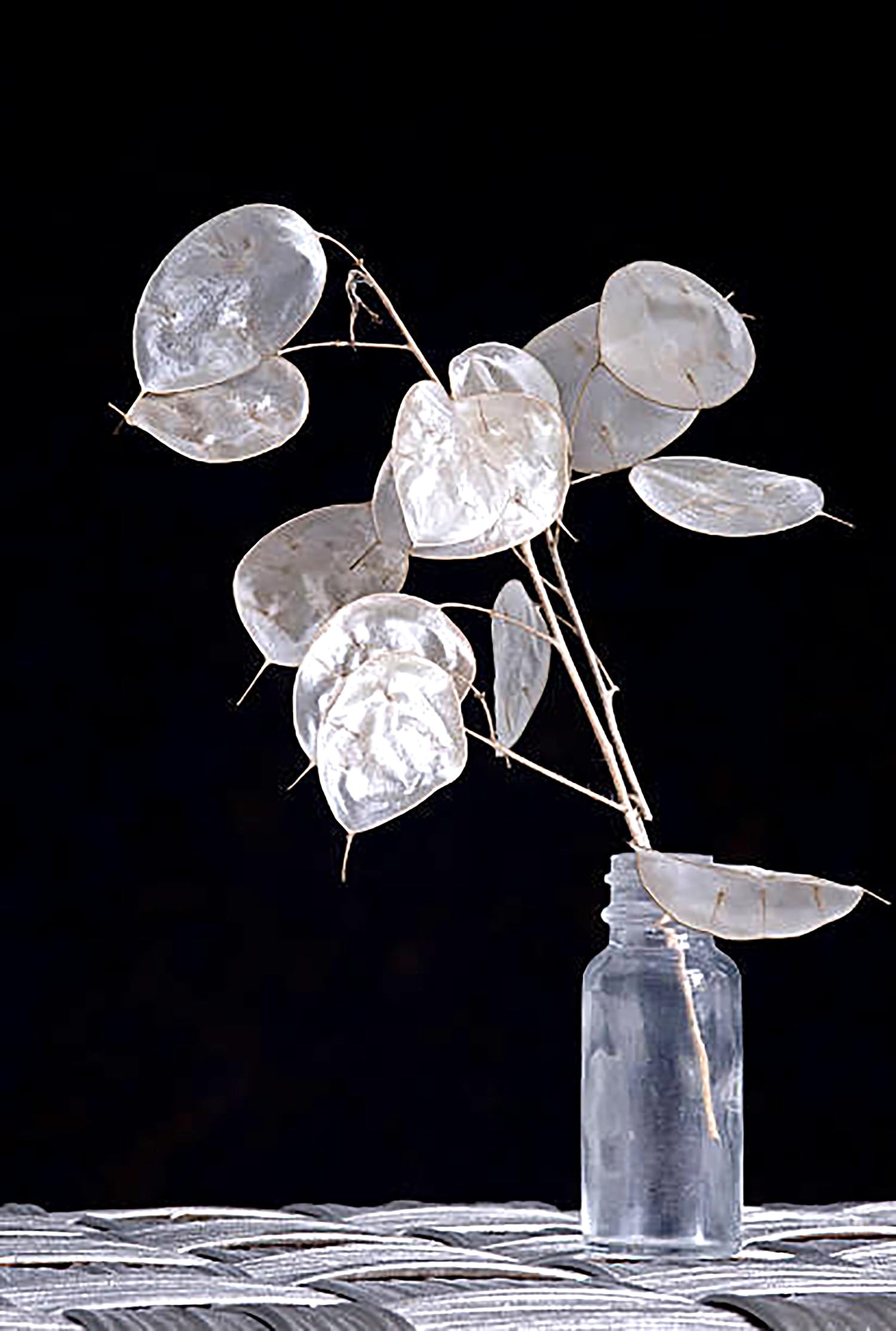 Marde Ross Lunaria dried seed pods ideal for crafts