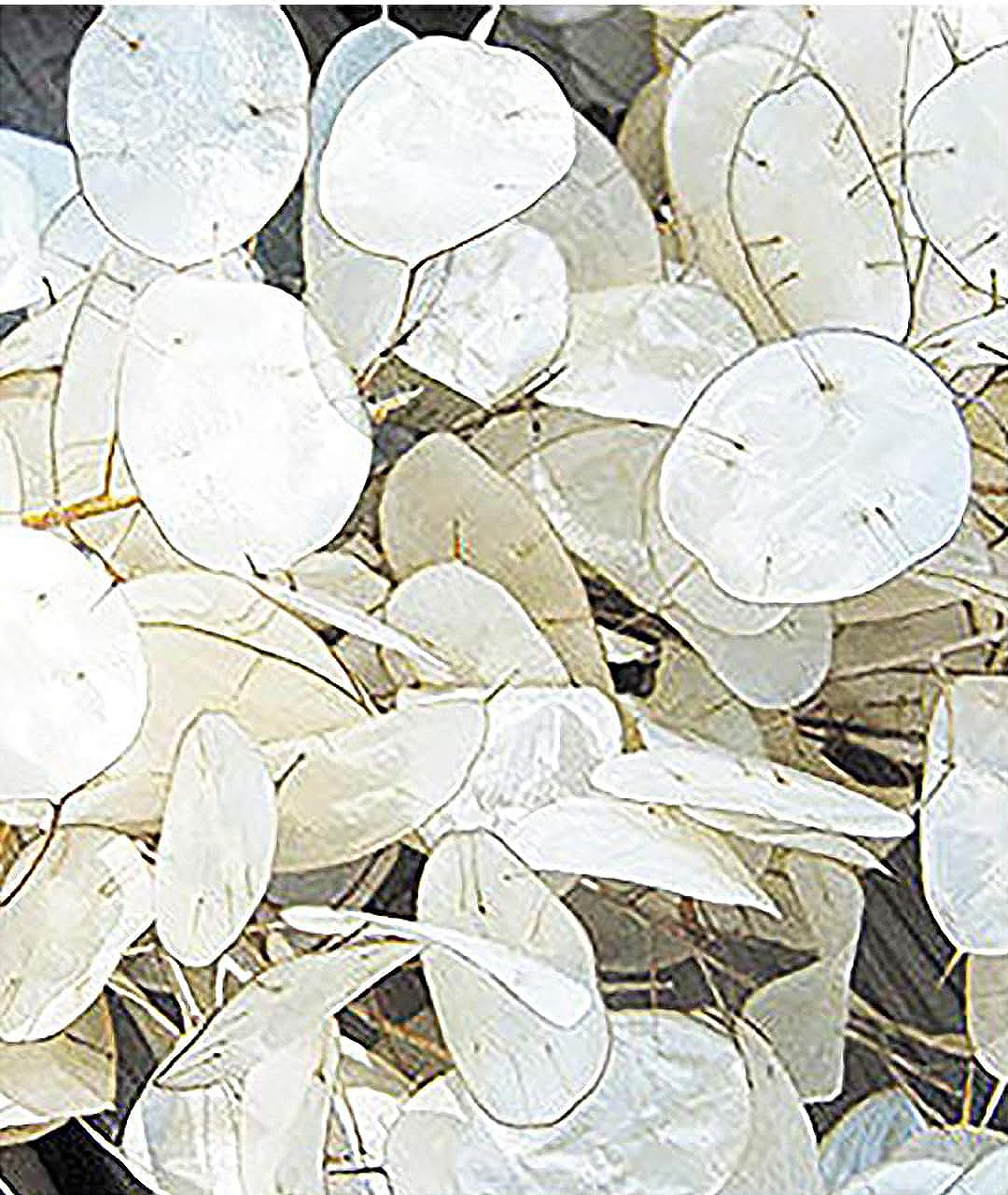 Marde Ross Lunaria lavender flowers brighten garden borders