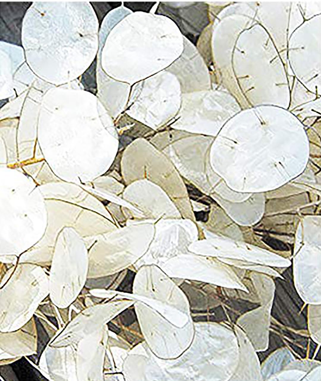Marde Ross Lunaria seed packet content for generous plantings