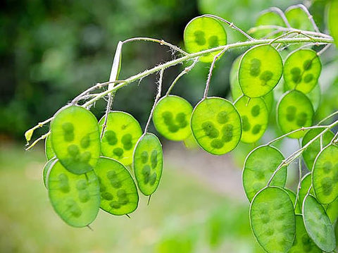 Marde Ross Lunaria seed pods shown for dried arrangement use