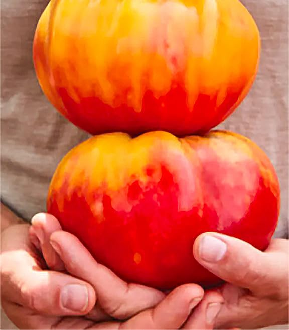 Marde Ross Marvel striped heirloom seeds seed-pack for vibrant home-grown tomatoes.