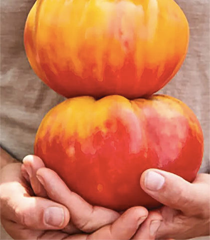 Marde Ross Marvel striped heirloom seeds seed-pack for vibrant home-grown tomatoes.