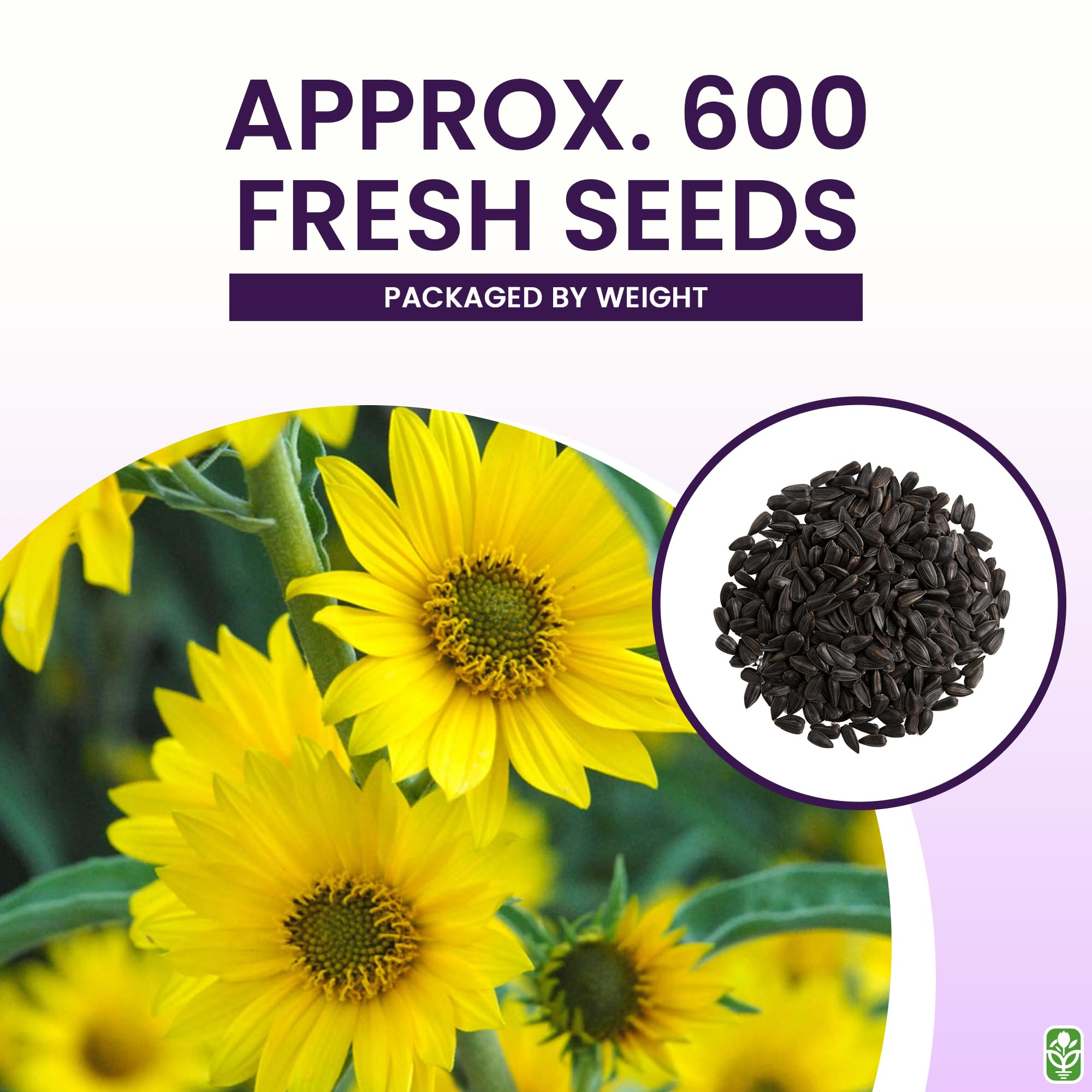 Marde Ross Maximilian Sunflower Seeds attract bees in your garden