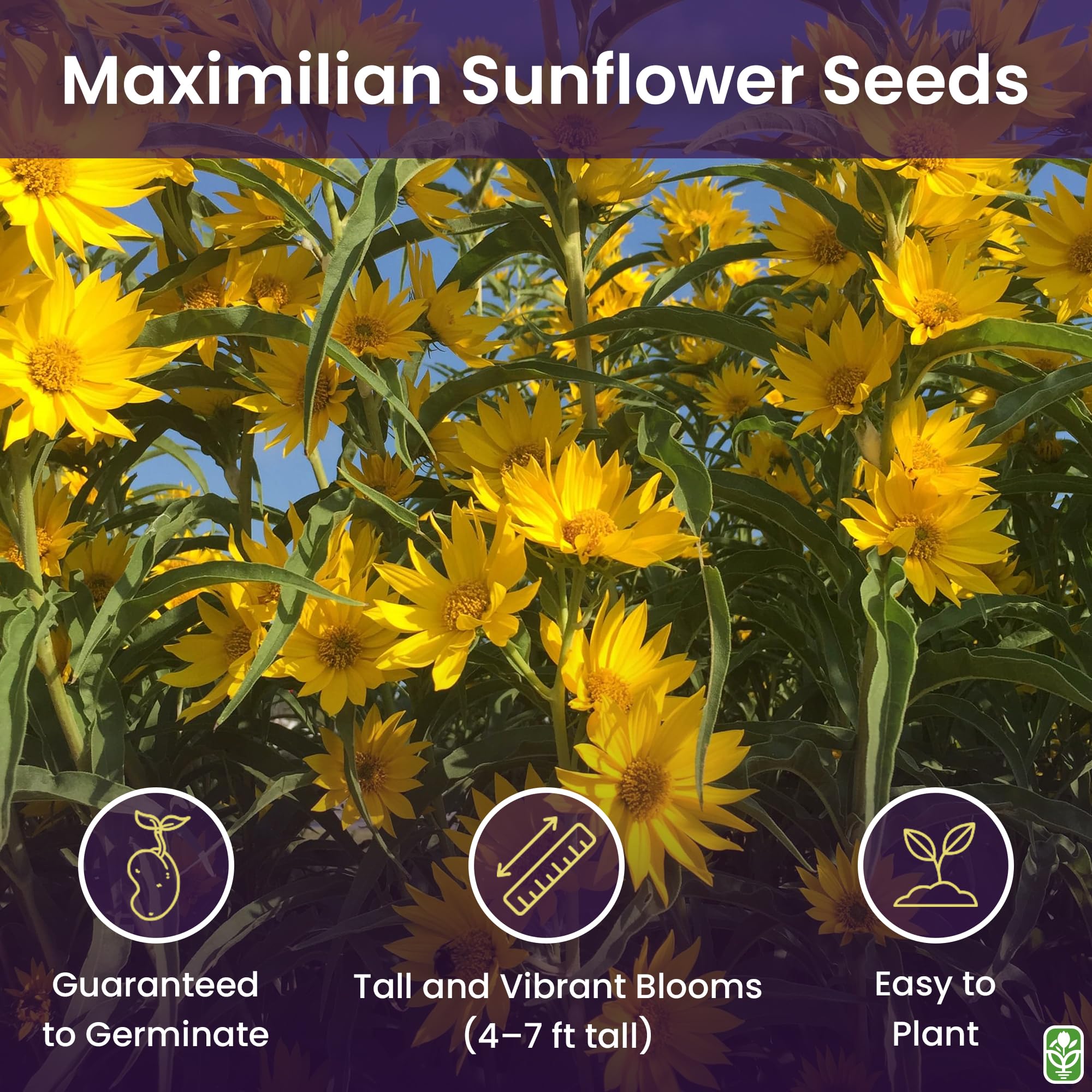Marde Ross Maximilian Sunflower Seeds bloom closeup shows sturdy petals