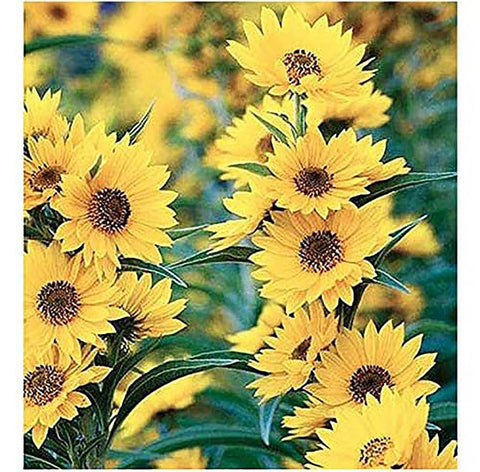 Marde Ross Maximilian Sunflower Seeds packet for pollinator-friendly sunny borders