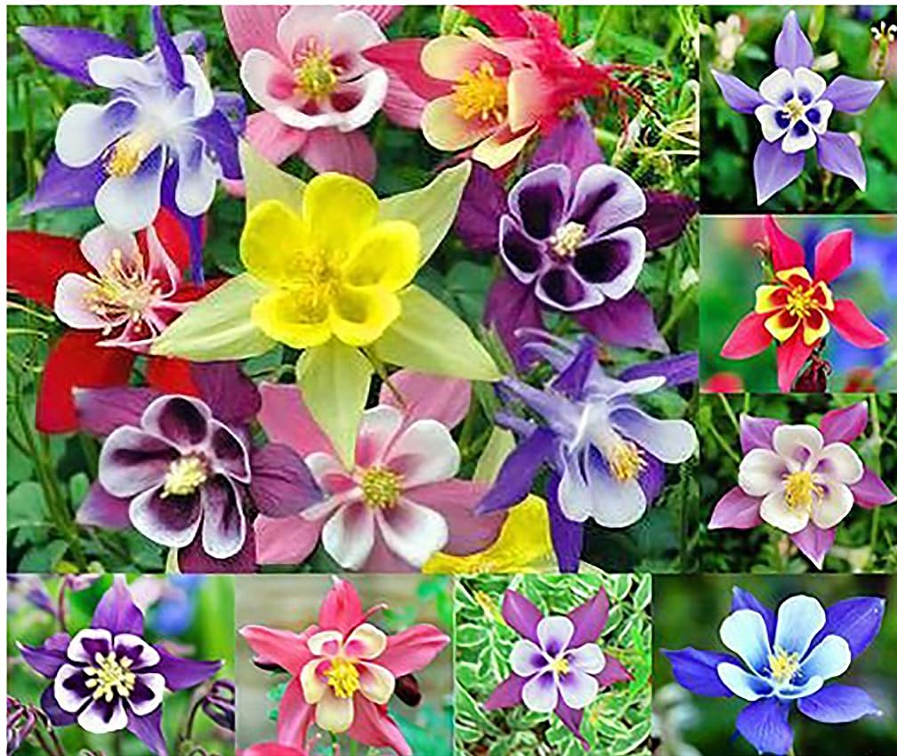 Marde Ross & Company McKana Giant Columbine seeds ready for spring sowing.