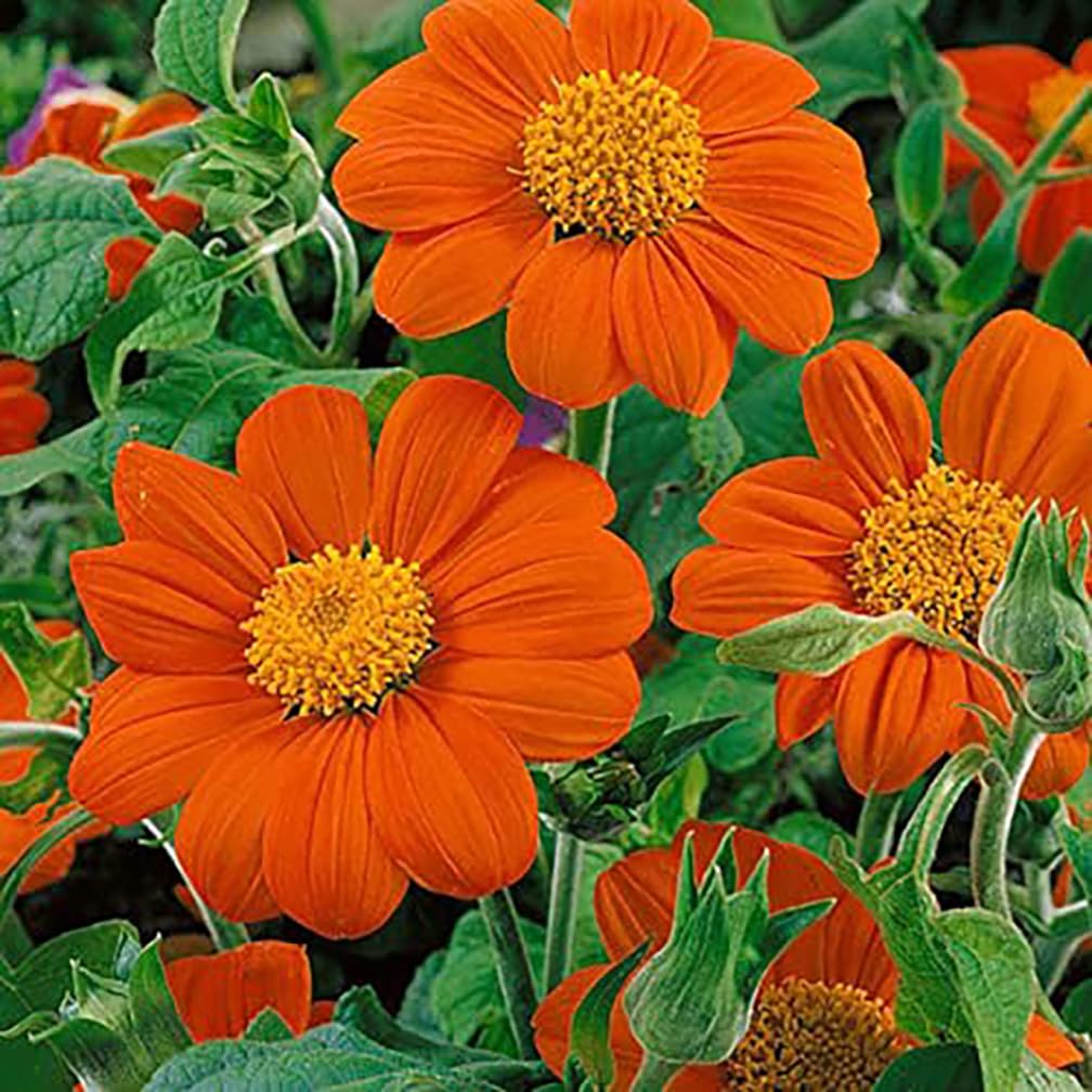 Marde Ross Mexican Sunflower seed packet ready for planting to attract pollinators.