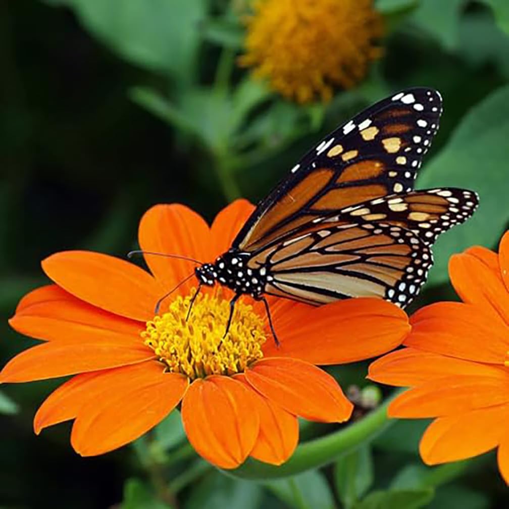 Marde Ross Mexican Sunflower tall orange bloom in sunny garden attracts bees and butterflies.