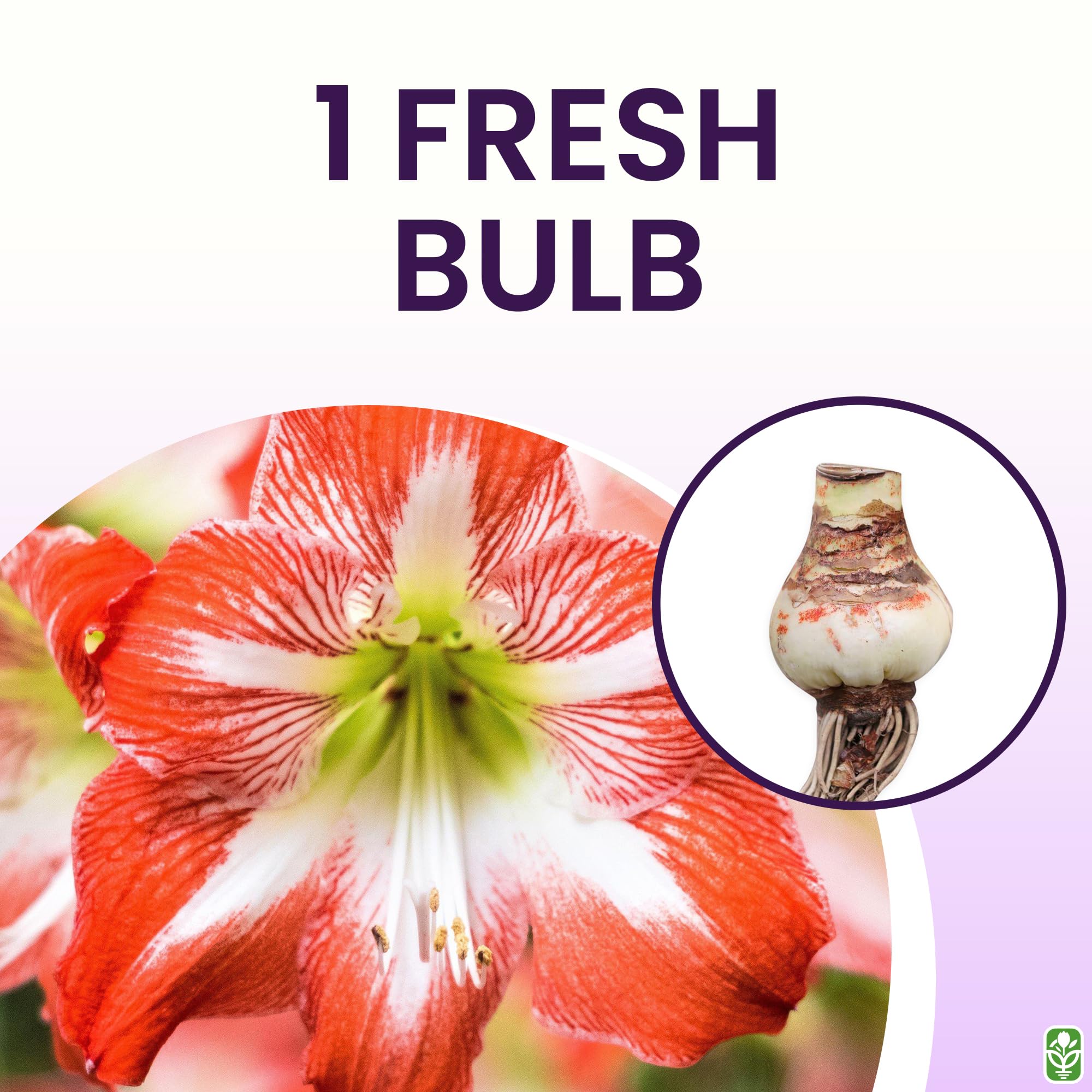 Close-up of red and white amaryllis blooms showing vivid color