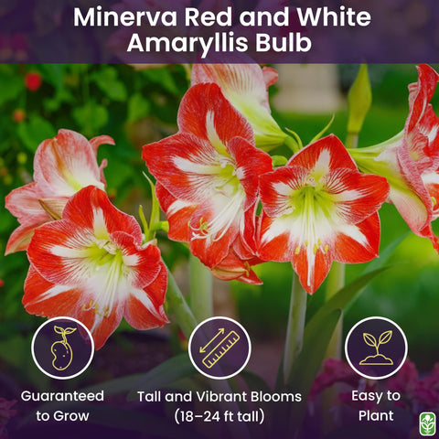 Minerva amaryllis blooms on strong stems for dramatic indoor display