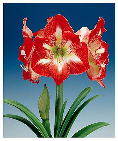 Marde Ross Minerva red and white amaryllis bulb bare root ready for planting