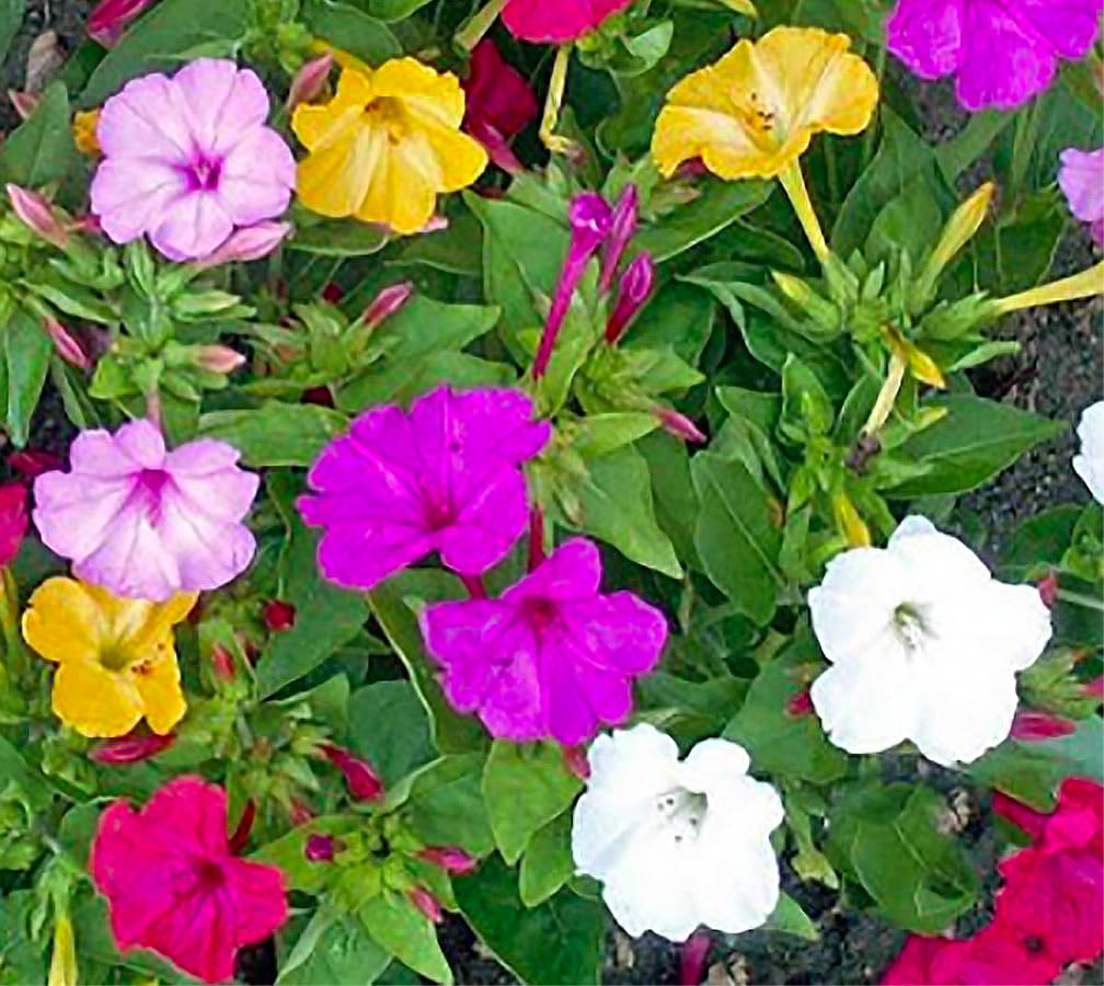 Four O’Clock mix in border beds with Marde Ross and Company